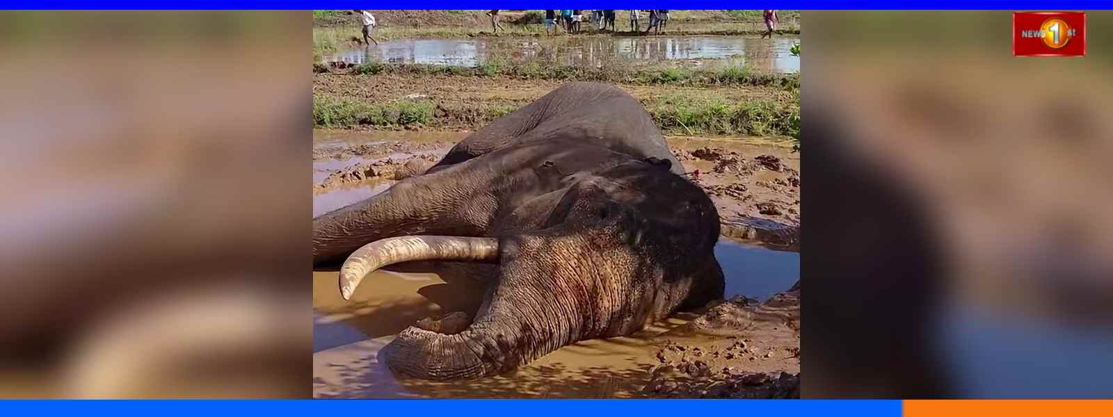 කාවන්තිස්ස ගැන විමර්ශනයට ත්‍රිපුද්ගල කමිටුවක්....